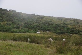 Walking through sheep